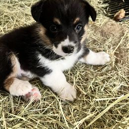 Pembroke Welsh Corgi Puppies from Fuzzy Butt Corgis