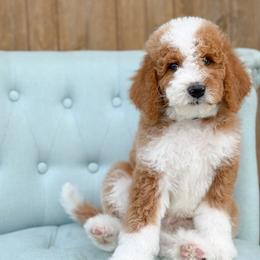 Robin - Boy 4 - Red male Bernedoodle puppy in Bellville, Ohio from Bernedoodle Buddies