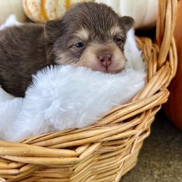 Pomeranian Puppies from Lucky Poms