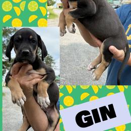 Gin - Black male Great Dane puppy in Wellsville, New York from Prophecy Danes