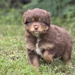 Miniature Australian Shepherd and Toy Australian Shepherd Puppies from Natural State Aussies