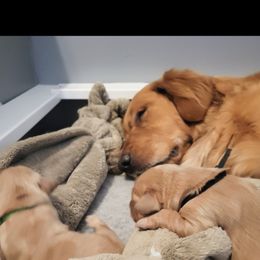 Golden Retriever Puppies from Country Road Golden Retrievers