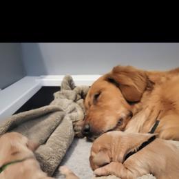 Golden Retriever Puppies from Country Road Golden Retrievers