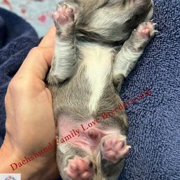 Sterling - Fawn and white male Chihuahua puppy in Chino Valley, Arizona from Dachshund Family Love Breeders