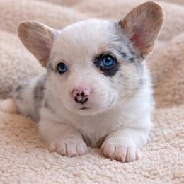 AKC - Quad Clear Merle - Boy 3 - Blue merle and white male Cardigan Welsh Corgi puppy in Tombstone, Arizona from WeVolution Off-Grid