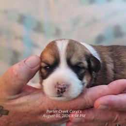 Jasper - Sable and white male American Corgi puppy in Boise, Idaho from Porter Creek Corgis