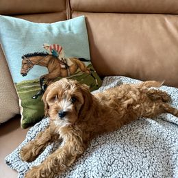 Reba - Red female Cavapoo puppy in Bozrah, Connecticut from Cedar Creek Farm