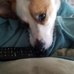 American Corgi, Cardigan Welsh Corgi, and Pembroke Welsh Corgi Puppies from Enok Corgis
