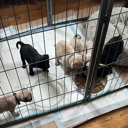 Pug Puppies from Crazy Pugs Haven
