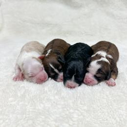 Bernedoodle and Cavapoochon Puppies from This is Doodles