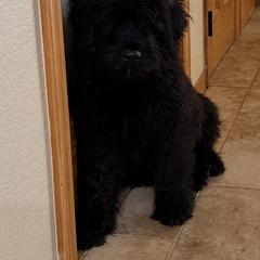 Black Male - Black male Bouvier des Flandres puppy in Wellington, Colorado from Blood Family Frenchies and Bouvs