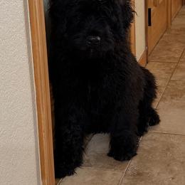 Black Male - Black male Bouvier des Flandres puppy in Wellington, Colorado from Blood Family Frenchies and Bouvs