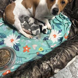 Boy 3 - Silver and white male Teddy Roosevelt Terrier puppy in Robards, Kentucky from Dream Tree Kennel
