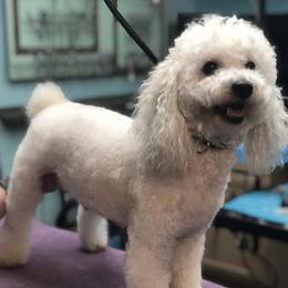 Sadie - Cockapoo