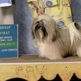 Havanese from Litl Bratz Havanese