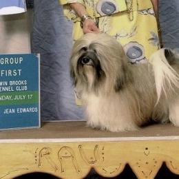 Havanese from Litl Bratz Havanese