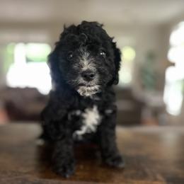 Blitz - Black and white male Cavapoo puppy in Strasburg, Pennsylvania from Still Water Puppies