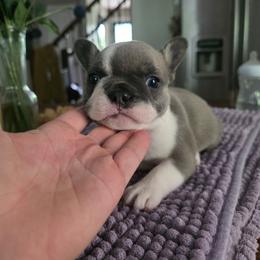 Summit - Fawn and white female French Bulldog puppy in Asheville, North Carolina from MTO KENNELS