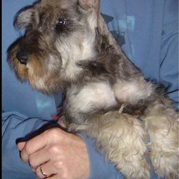 Luke Skywalker - Miniature Schnauzer