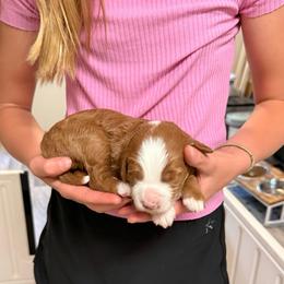 Holly - Red female Bernedoodle puppy in Irmo, South Carolina from Palmetto Bernedoodles Boutique