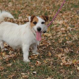 Katy - Jack Russell Terrier