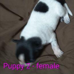 Blitzen - Blue female Australian Cattle Dog puppy in Morton, Illinois from KT Ranch ACDs