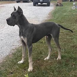 Azure - Great Dane