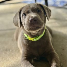 Teal collar Silver Male (Hercules) - Chocolate male Labrador Retriever puppy in Loganville, Georgia from Silver Ridge Labradors of Georgia