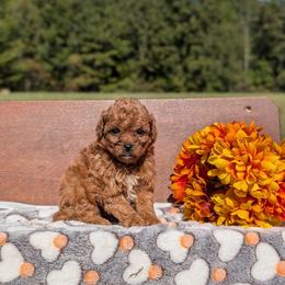 Bonnie - Red female Cavapoo puppy in Mc Ewen, Tennessee from Spencer's "lil" Cavapoos & Bernedoodles