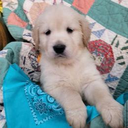 1st pick of the girls from the Soda Pop Pups - Golden female Golden Retriever puppy in Fithian, Illinois from LOMAH Retrievers