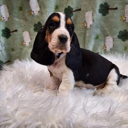 Ebony - Black brown and white female Basset Hound puppy in Mack's Creek, Missouri from Mack's Creek Basset Hounds