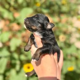 Stormy - Black tri-color female Australian Shepherd puppy in Odessa, Texas from Yucca Blossom Pups