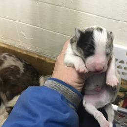 Noname 3 - Blue merle male Border Collie puppy in Hopedale , Ohio from Whipple Farms