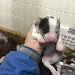 Noname 3 - Blue merle male Border Collie puppy in Hopedale , Ohio from Whipple Farms