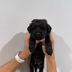 Girl 4 - Black female Whoodle puppy in Pima, Arizona from Schmidt's K9s