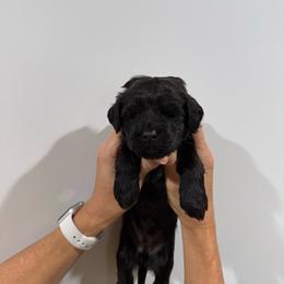 Girl 4 - Black female Whoodle puppy in Pima, Arizona from Schmidt's K9s