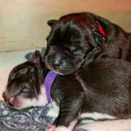 Staffordshire Bull Terrier Puppies from Ol'Wood Stafford's