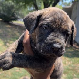 Cane Corso Puppies from Exotic Empire Kennels LLC