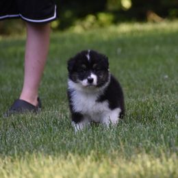 Boy 2 - Black tri-color male Australian Shepherd puppy in Pilot, Virginia from Obsidian Australian Shepherd