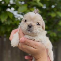 Iridescent Pear - Cream and white male Shih Tzu puppy in Cedar Hill, Texas from Puppy Paper House