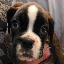 Aurora - Brindle female Boxer puppy in Evans, Georgia from Kimberly's Boxers