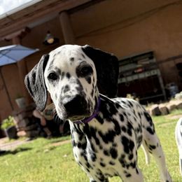 Athena - White and black female Dalmatian puppy in Albuquerque, New Mexico from Storm & Blue's Dalmatian Pups