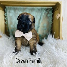 Soft Coated Wheaten Terrier Puppies from Wonderful Wheatens