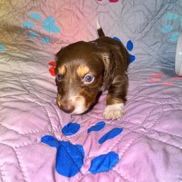 AKC male 2 - Chocolate and tan male Dachshund puppy in Knoxville, Tennessee from Thea's Puppies