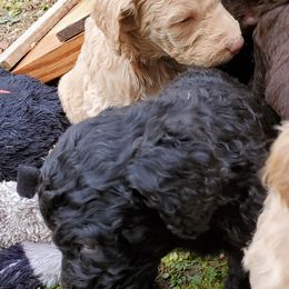 Poodle Puppies from Polly Wally Doodles and Poodles