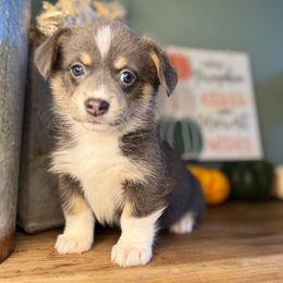 Blue Female beautiful puppy - Blue female Pembroke Welsh Corgi puppy in Missouri from Cooler Farms Corgis