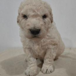 Green Boy - White male Komondor puppy in Auburn, Kentucky from Christmas Komondors