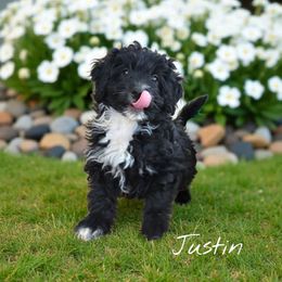 Justin - Black and white male Aussiedoodle puppy in Lebanon, Oregon from Abbott Family Farm