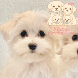 Maltese from Little Fluffs and Friends