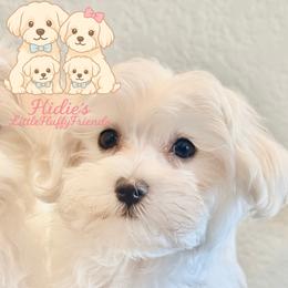 Maltese from Little Fluffs and Friends
